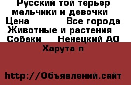 Русский той-терьер мальчики и девочки › Цена ­ 8 000 - Все города Животные и растения » Собаки   . Ненецкий АО,Харута п.